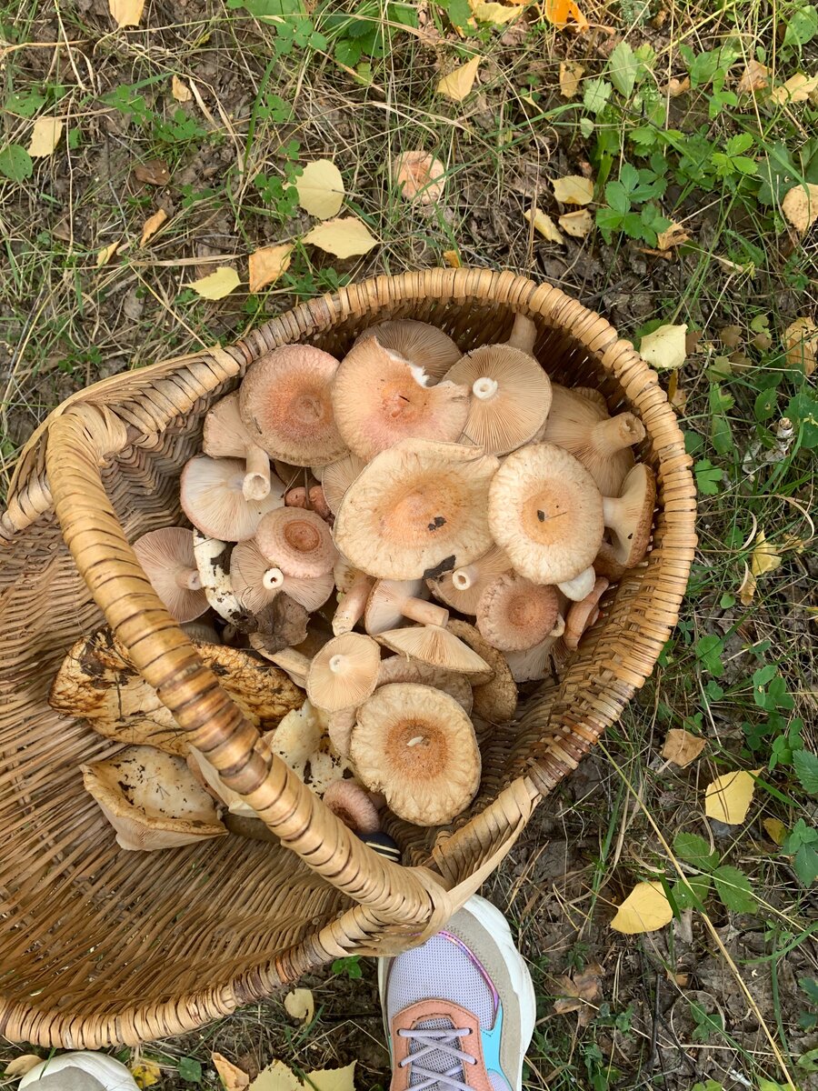 Рыжики 