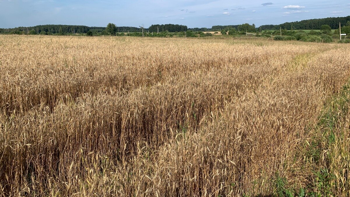 поле весной. весной озимую рожь. весной озимую рожь. рожь озимая сидерат. озимые сидераты.