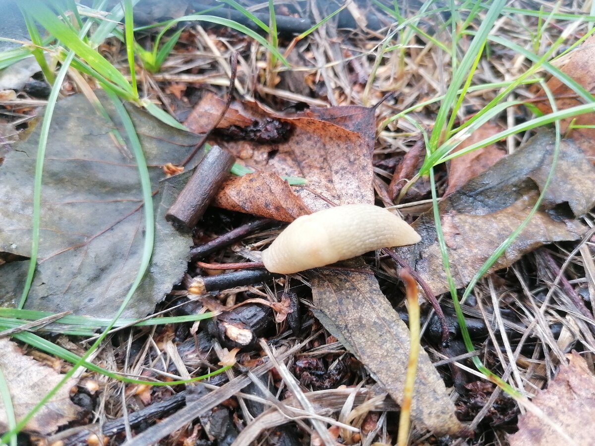 Слизняк в Приморье