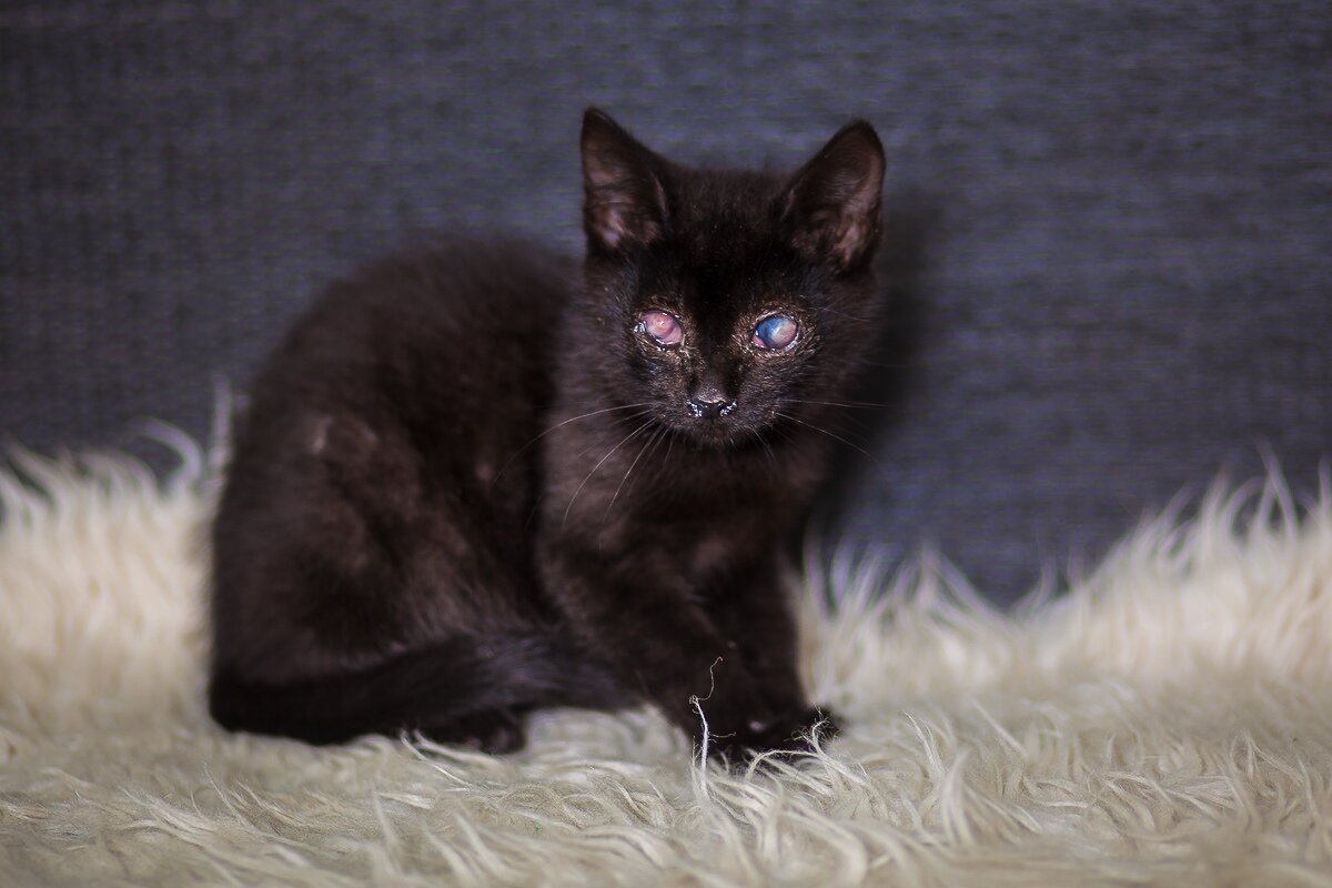 Малышка лечится в стационаре приюта.