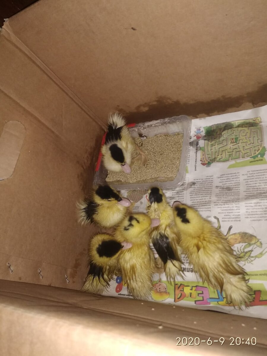 Вот такие крохи мулардики))) фото наше.