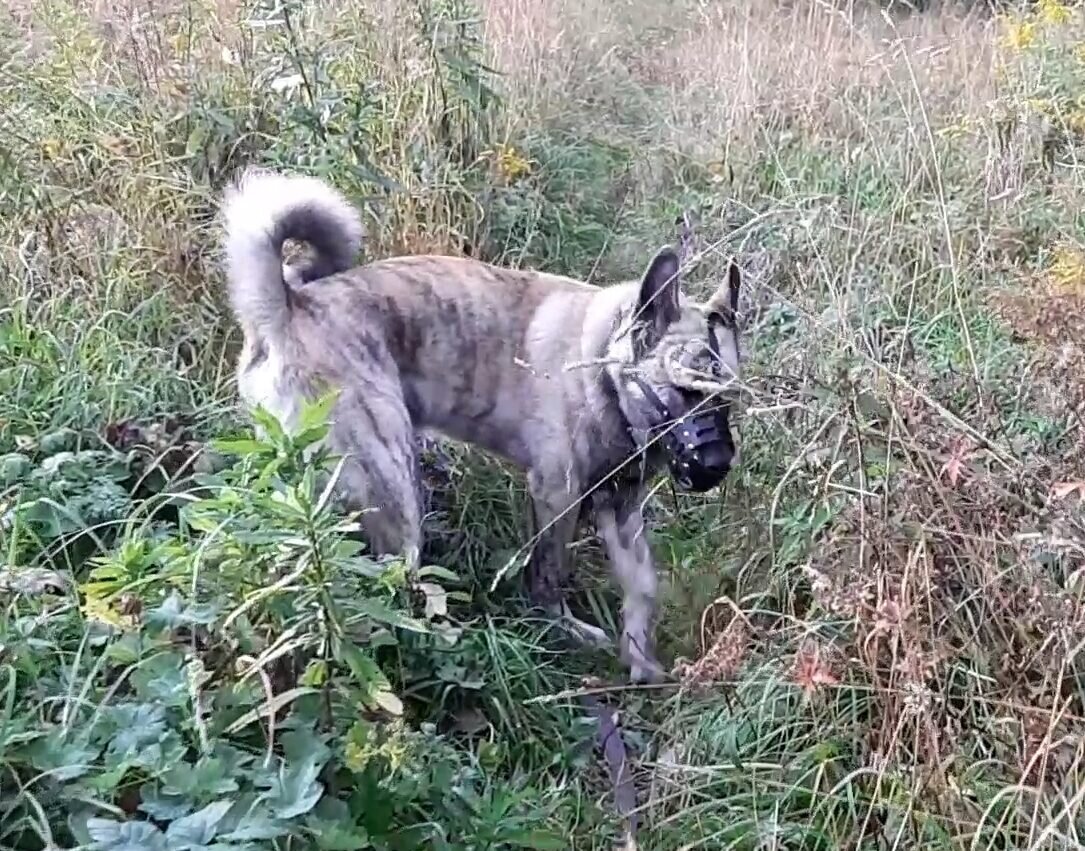 Вечерняя прогулка... обнаружена кротовая нора.. Сейчас будут производиться раскопки.