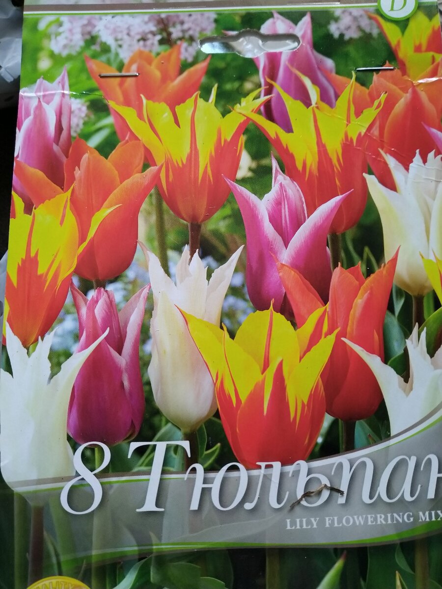 Микс лилейных тюльпанов