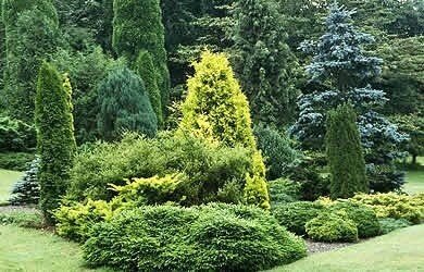 Хвойные деревья для сада