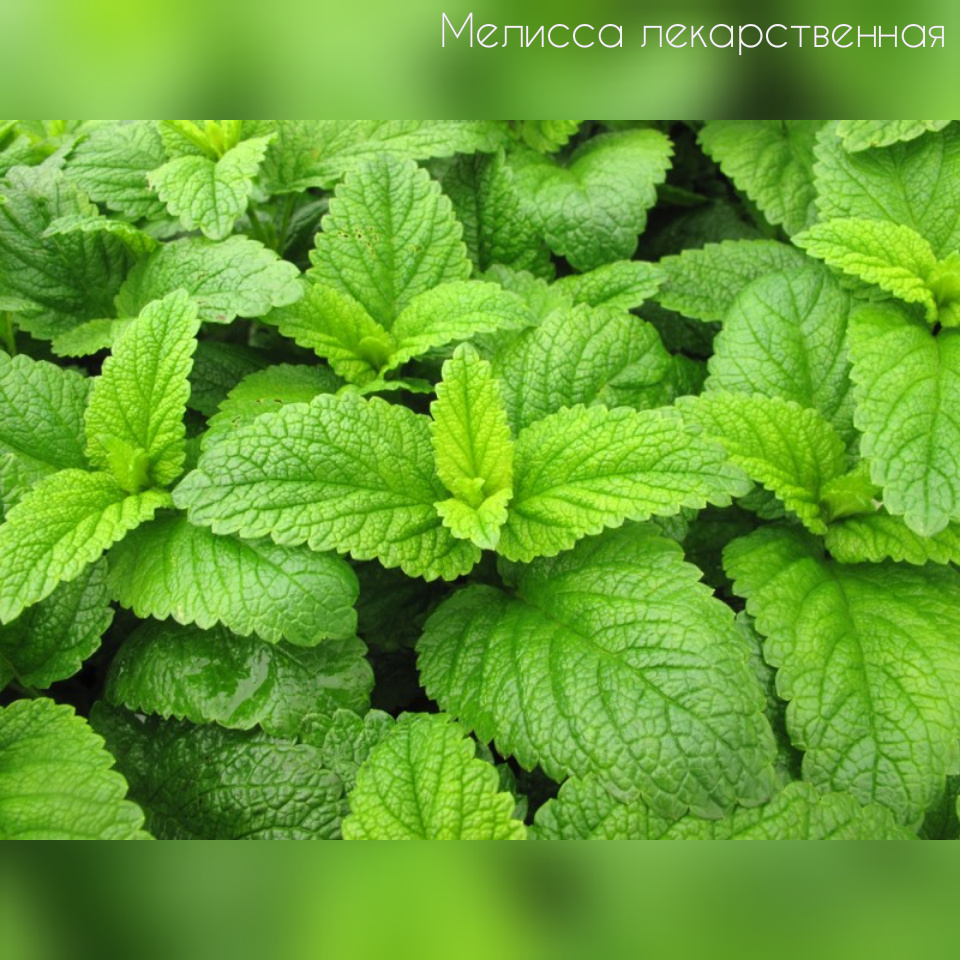 Мелисса лекарственная
