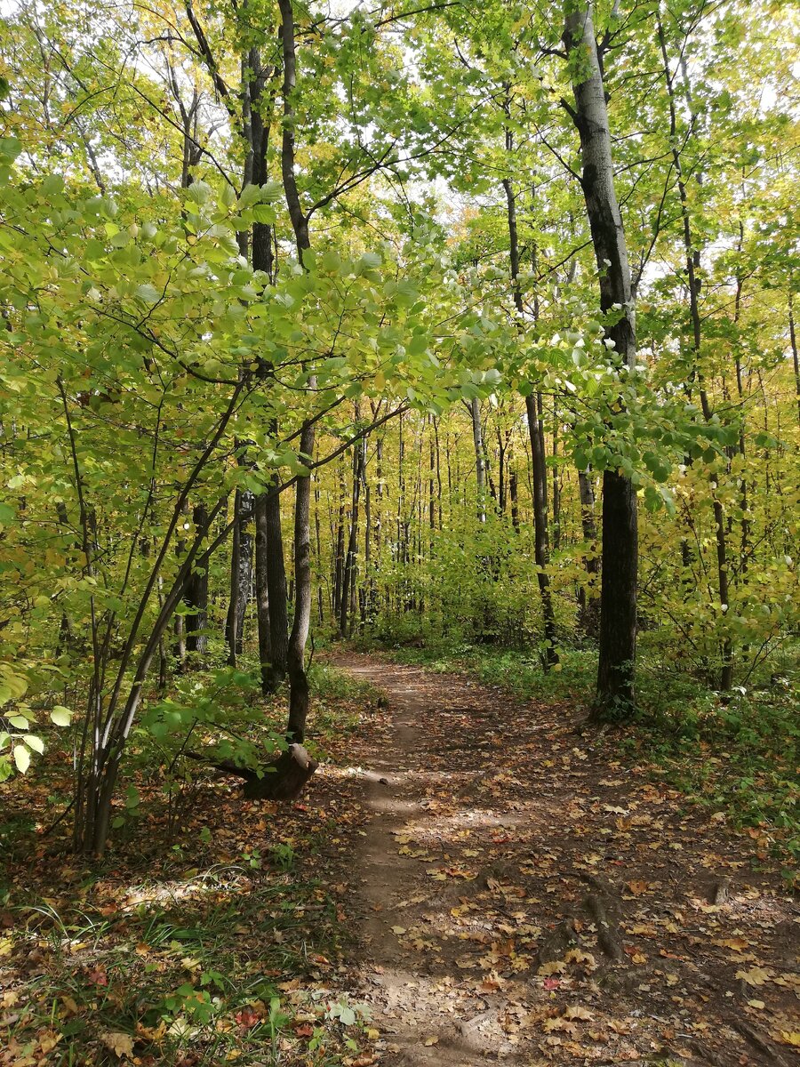 Совсем немного листьев на тропинках