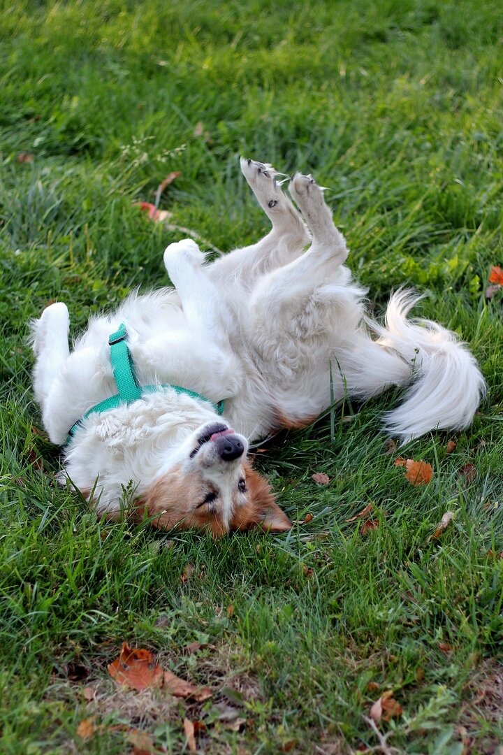 Счастливая Белочка