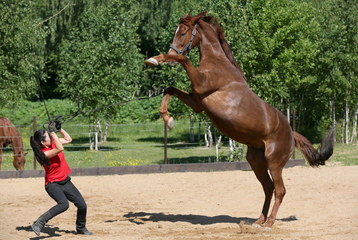 Жеребец talismanic