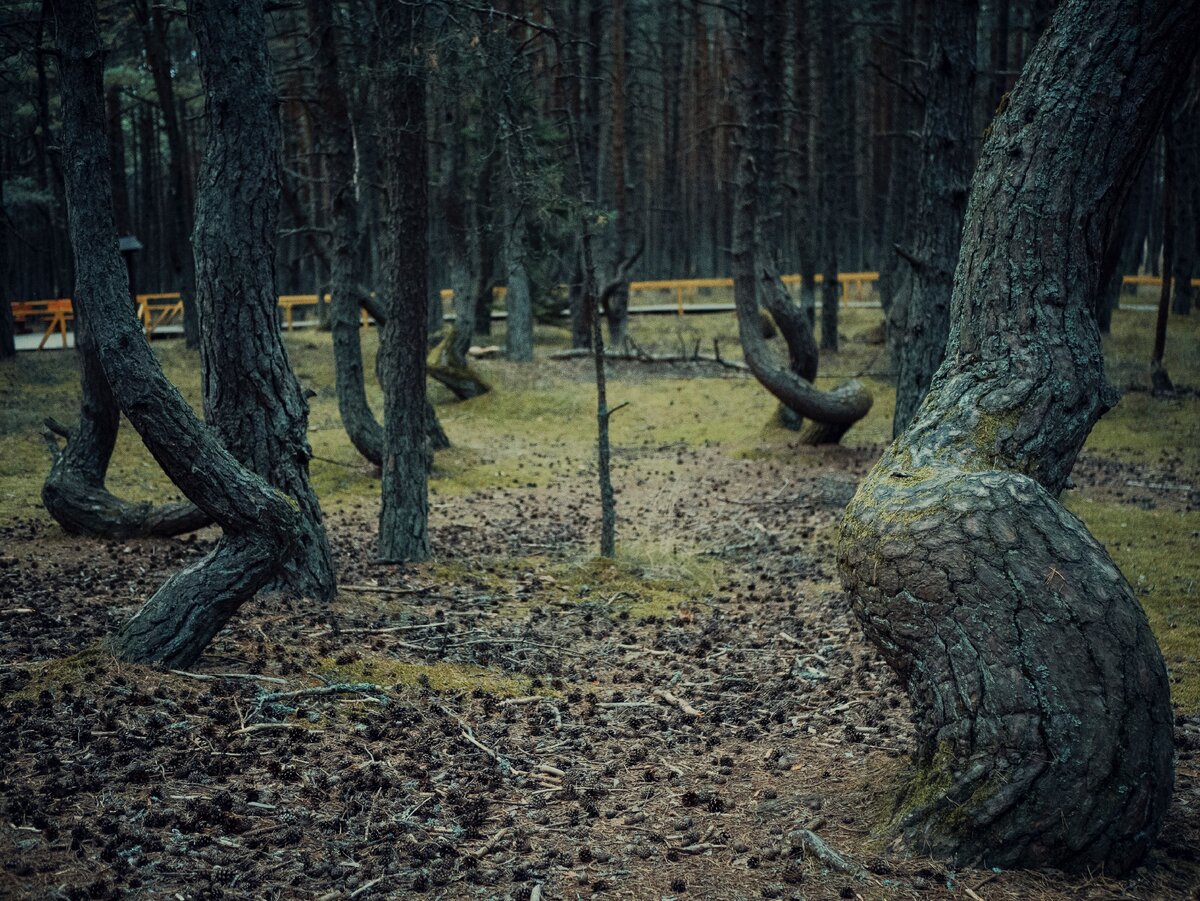 Куршская коса танцующий лес фото