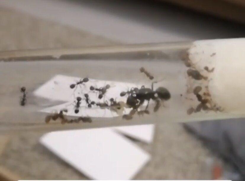 в такой пробирке приехали муравьи