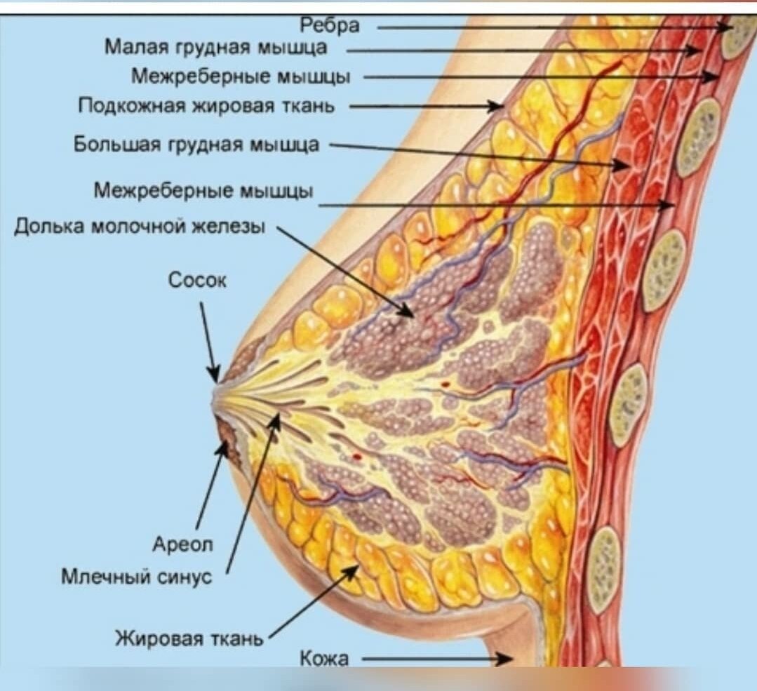 Строение груди