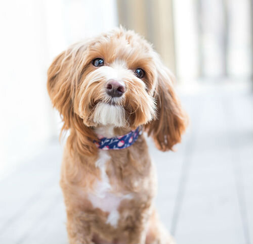 Причины абсцесса у собак