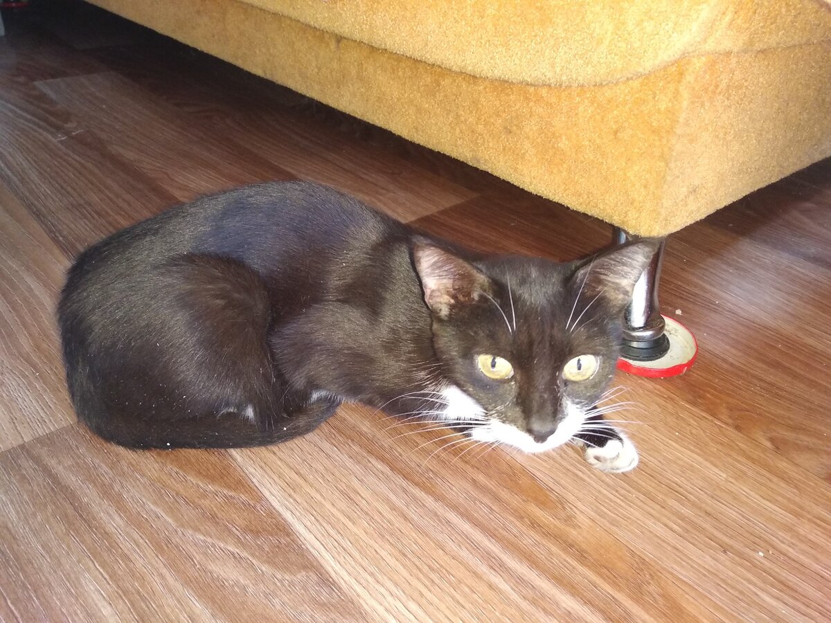 Ее звали Киса. В мае 2009 года выходя из подъезда своего дома я заметил что что то на огромной скорости промелькнуло перед глазами и скрылось в подвале. Снова подбросили котенка понял я. Ну , а так как мне надо было на работу то на этом наше первое знакомство и закончилось. Вечером котенка уже не было, а на следующее утро история повторилась она играла на плитах перед дверью подъезда и точно также удрала как только завидела меня. Выманить ее с помощь еды  не удалось: котенок был совершенно дикий. Но как говорится ребенок есть ребенок и буквально через пять минут я ее сцапал на выходе из подвала шума и рёва было много, а так же расцарапанные руки и испорченная рубашка. Не смотря на всё ее сопротивление я принес ее домой и накормил после чего отпустил назад в подъезд. В общей сложности Киса бегала от меня почти три месяца. До первых холодов, как только погода испортилась в тот же вечер кто то поскребся в дверь, это была Киса которая сама пришла и заявила что все теперь я я живу здесь с вами и это мой дом. Десять лет Киса прожила с нами душа в душу. Она была очень болтливая кошка и каждый раз приходя с улицы по пол часа рассказывала где была что делала кого поймала причем на полном серьёзе со всеми интонациями и мимикой. А если притащит мышку или птичку  то разговоров было часа на два как минимум. Киса никогда не мешала отдыхать, не будила ночью или под утро как многие кошки делают регулярно, но однажды она разбудила меня утром что меня так удивило что встал я сразу (тяжел на подъем) и оказалось не сработал будильник и Киса разбудила заместо будильника. После этого случая кошка стала будить постоянно как только срабатывал звонок Киса заскакивала на кровать и начинала лапой трогать за нос или щеки при этом приговаривая по своему типа вставай лентяй на работу пора. Что самое смешное когда я вставал раньше будильника она все равно приходила на кровать и начинала будить подушку заместо меня, смеху было много позовёшь её скажешь Киса я здесь а она такая ой а кого же я бужу? И бежит к тебе запрыгнуть на руки, помурлыкать наболтать не знаю чего как я уже говорил Киса была болтушка. Так продолжалось десять лет. А потом пришел РАК. Сперва начала распухать лапа мы повезли ее в вет клинику думали ерунда какая то, но при осмотре врач сказал что это рак с метастазами и оперировать не имеет смысла поскольку метастазы пошли на грудь и ребра и даже если ампутировать лапу толку не будет. Мне кажется что шок у нас был сильнее чем у самой кошки, за всё время болезни она на разу не пожаловалась на боль не мяукала и вообще вела себя как обычно что меня удивляет до сих пор. Под конец жизни Киса уже едва ходила но продолжала что то рассказывать каждый день мурлыкать и ласкаться. Не знаю писать об этом очень тяжело всё снова вспоминается. Это как потерять собственного ребёнка. Ну ладно через  какое то время Киса перестала есть но продолжала пить и также продолжала мурлыкать и я не как не мог отвести ее на усыпление. Уже после того как она не смогла попить я повез её на вет станцию где ей сделали два укола и она уснула у меня на руках и часть моей души уснула вместе с ней. Пока вез её назад домой меня утешал мужик таксист что меня удивило есть еще сочувствующие люди на свете. Привезя Кису домой я не стал ее хоронить сразу просто не смог и все тут надо было свыкнутся что ее больше нет как то отпустить от себя что ли. Но через несколько часов у Кисы дернулась лапа, а через сутки она очнулась после смертельного укола  то есть рак переборол то средство что ей вкололи в клинике и кошка опять ожила. Киса прожила еще сутки и окончательно отошла у меня на руках. Я похоронил ее у себя на земле и мне кажется что ее душа найдет свой кошачий рай  по крайней мере я на это надеюсь. Спасибо всем кто прочитал мою не хитрую историю. Пусть ваши питомцы живут долго и счастливо, будут здоровы и радуют вас каждый день!  п.с Если у вас все таки случилась трагедия и вам пришлось кого то усыпить не хороните сразу подождите хотя бы сутки. Кто хочет посмотреть на мою Кису видео на моем канале людям впечатлительным не смотреть это очень тяжело. Поддержать канал карта сбера с пометкой добро усатым  4276620045621004  спасибо.