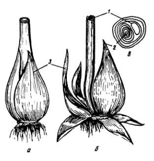 Лук репчатый размножение. Нарциссы размножение луковицами. Строение луковицы нарцисса.