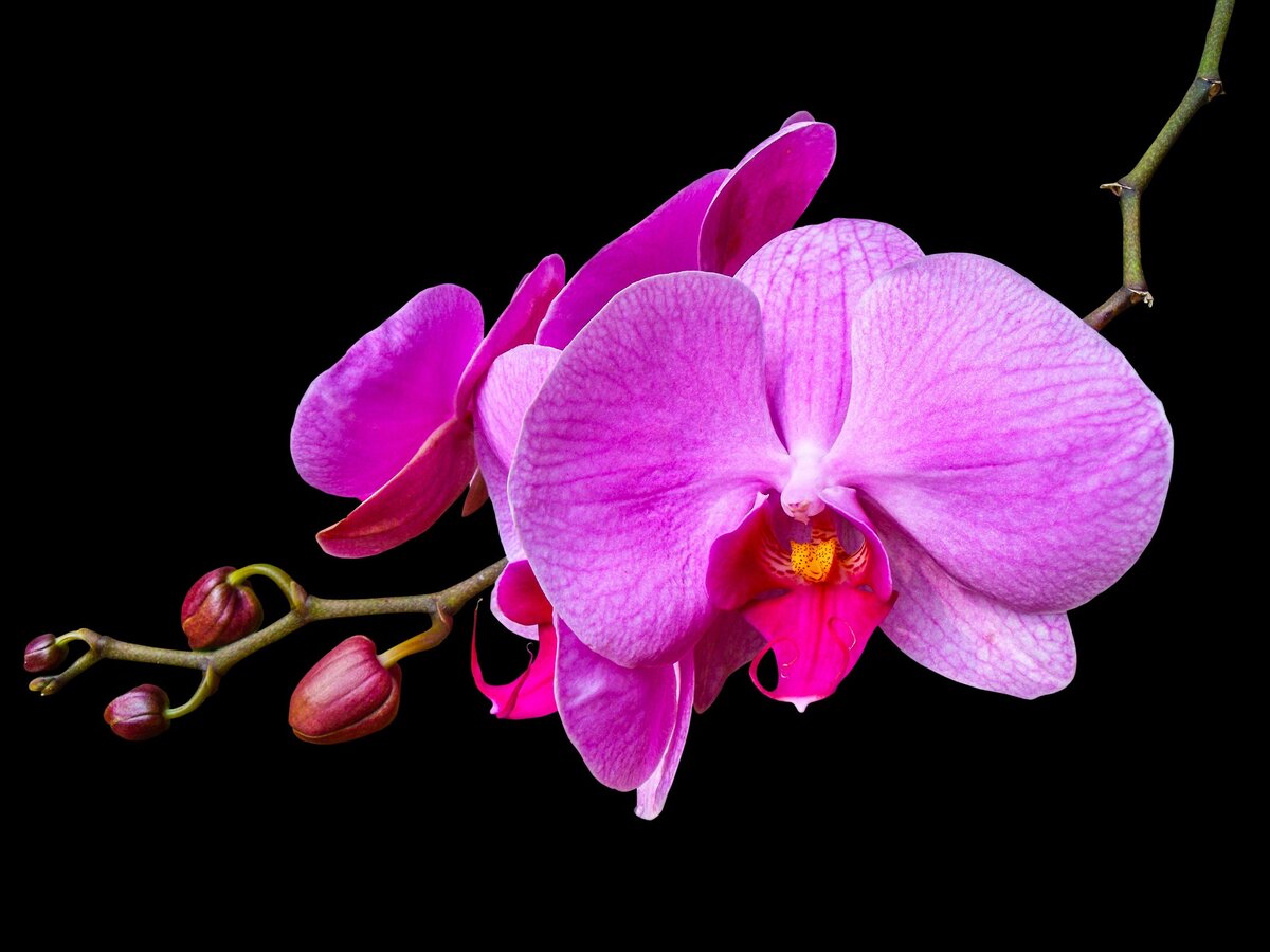 Взято по бесплатной лицензии с Pixabay