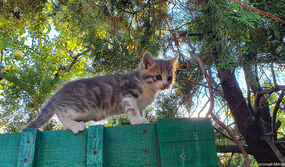 На фото: котенок Сева - отважный верхолаз.