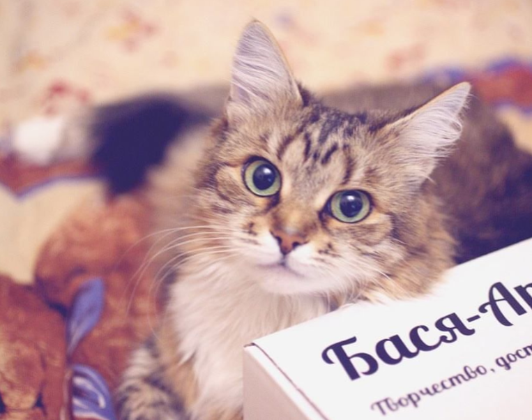 "Исполнительный директор" компании "Бася-Арт" собственной персоной!