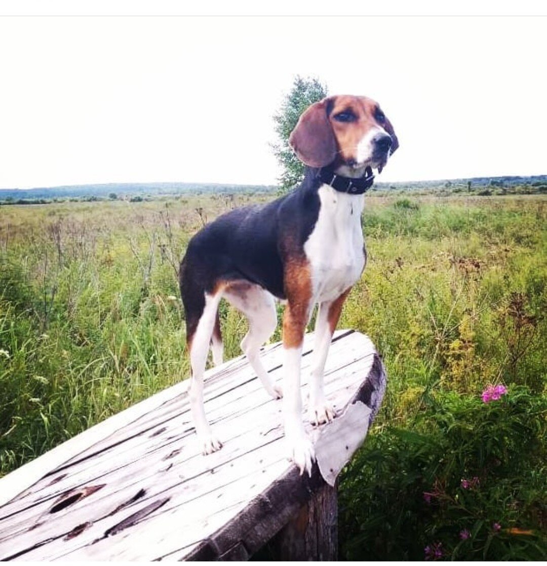 Рост представителей породы ниже среднего, это крепкие животные с сухощавым типом конституции. Высота кобеля – выжлеца, варьируется в рамках 45-52 см, выжловки (суки) – на 3 см ниже. Согласно стандарту, пес должен соответствовать следующим показателям:

Голова. Черепная коробка округлая, средней ширины. Морда удлиненная, с прямыми линиями, хорошо выраженными надбровными дугами, плавным переходом от лобной области. Губы не отвисают, суховатые, плотно обтягивающие морду. Мочка расширенная, с пигментацией черного цвета, исключением являются особи с шерстью желто-пегого цвета, у которых она может быть коричневого тона. Ушные раковины не назовешь толстыми, они удлиненные, с низкой посадкой и плотным прилеганием к голове. Концы ушей закругленные, псовина, их покрывающая, короткая. Глаза среднего размера, немного раскосые, с темной окантовкой век и темно-коричневой радужкой.
Туловище. У «эстонки» сухая шея, на которой нет складок, форма округлая, имеется развитая мускулатура. Грудная клетка широкая, бочкообразной формы, удлиненная, приличной глубины. Холка хорошо просматривается, поясничная область укороченная, расширенная, с заметной выпуклостью. Круп также короткий, расширенный, с небольшой покатостью.
Конечности. Передние и задние – прямые, с параллельным поставом, сухощавые, с крепким костяком и хорошо обмускулены. Предплечная часть овальная, локти направляются назад, пясти поставлены практически отвесно.
Конечности оканчиваются овальными, сводистыми лапами, пальцы сжаты в крепкий комок.