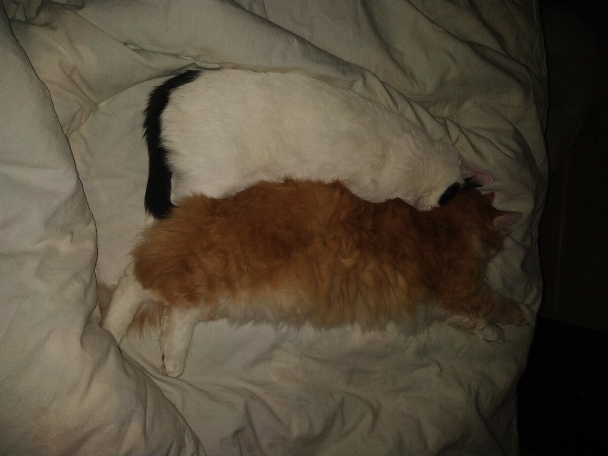 Пожилой кот Барсик из предыдущего рассказа и герой этой статьи - Рыжук