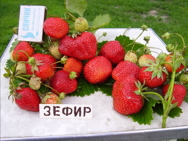 Фото из гугл-картинок