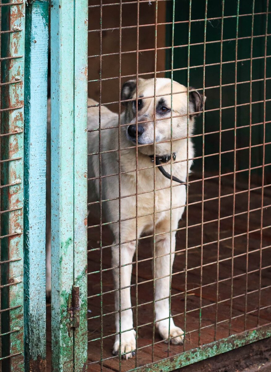 Приют Солнцево. Бим только попал в приют