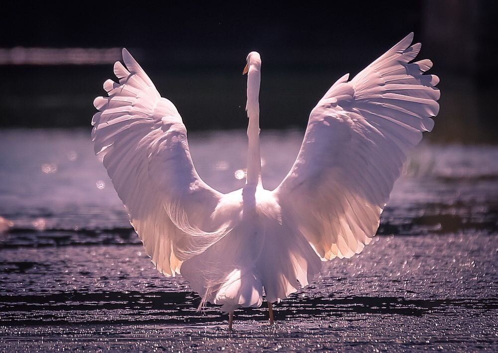 птица взмах. лебеди (птицы). хищные сокол орёл ястреб. ястреб-перепелятник размах крыльев. лебедь.