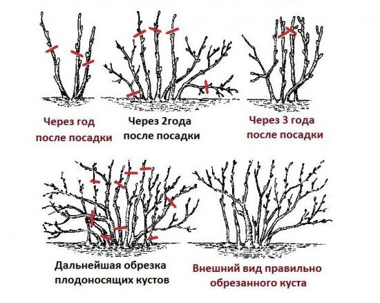 Применимо ко всем видам смородины