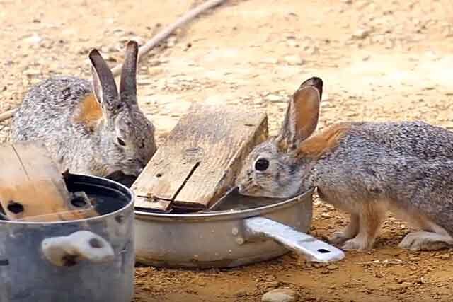Горох для кроликов: можно ли кормить животных бобовыми