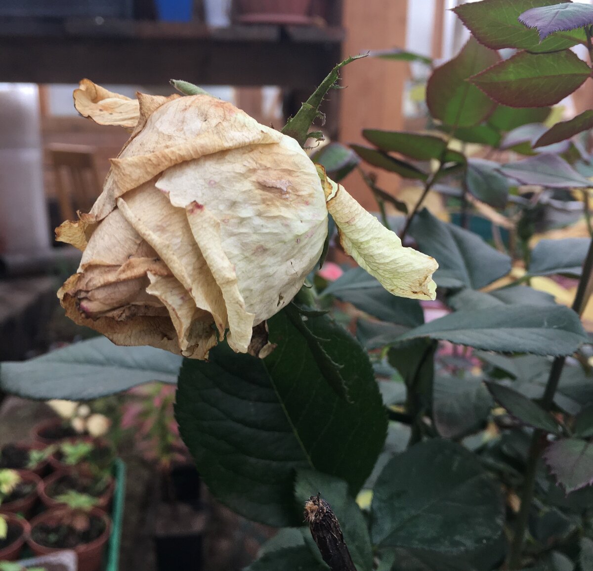 Вот так неприглядно выглядят отцветающие розы осенью