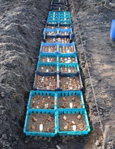 Траншея с ящиками тюльпанов