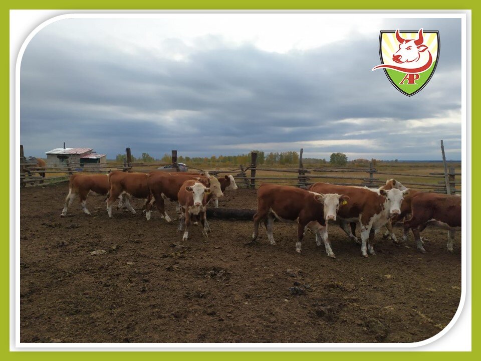 Источник фото сайт "АгроПрофи" https://agroprofi.pro