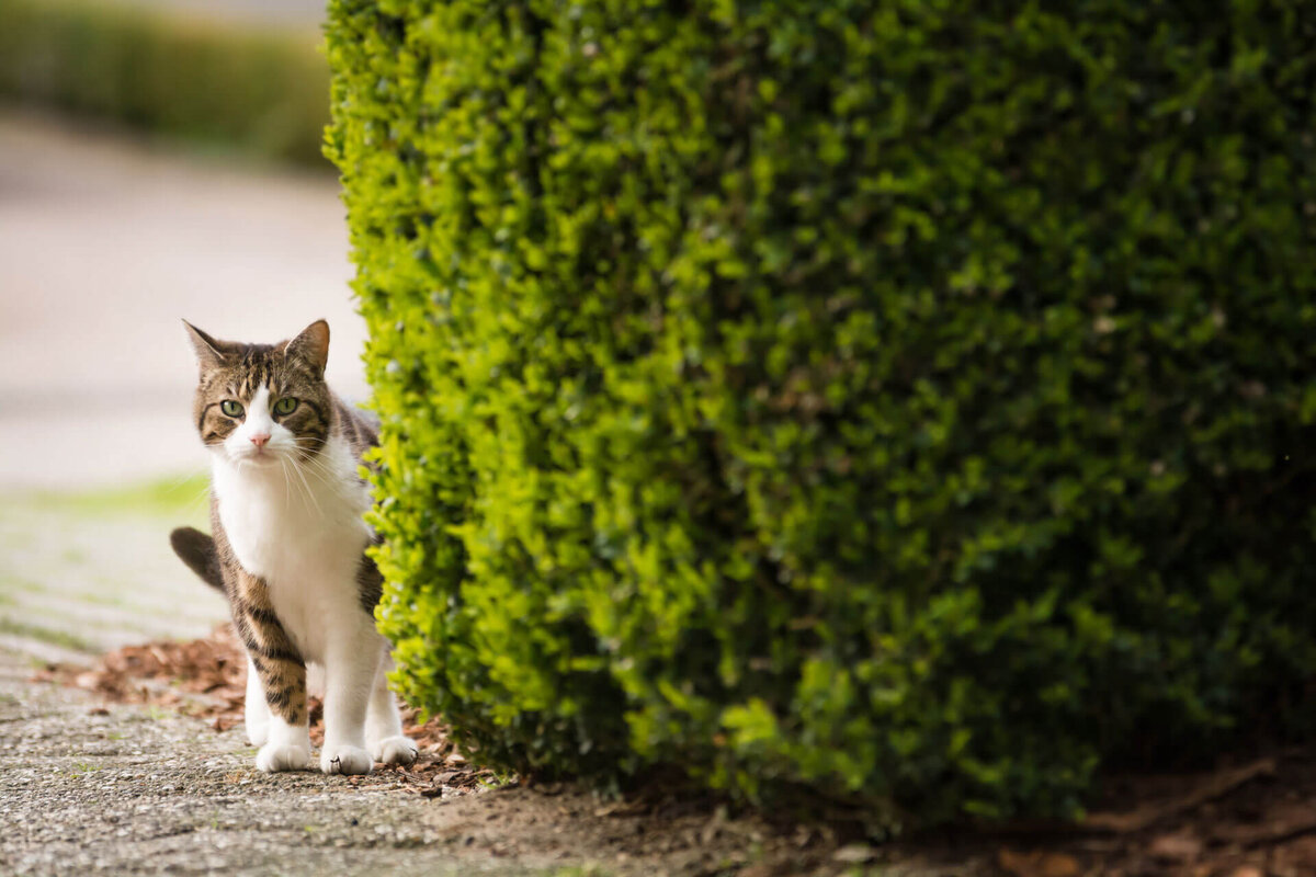 Поймать сбежавшего кота. Кот на даче. Cat Golf. Cats way.