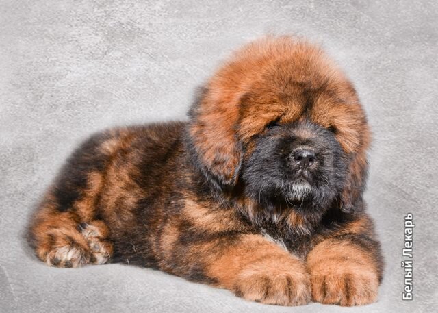 Да, Ровеночка была такой малюсенькой. Вот интересно, как у мастифов получается хорошо видеть при том, что от густоты шерсти не видно глаз? https://beliy-lekar.ru/dogs/tibetskiy-mastif/belyy-lekar-rovena