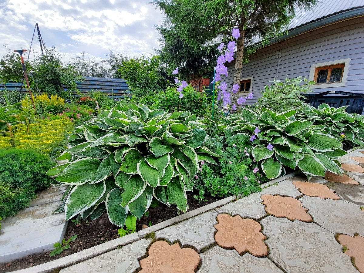 Хоста  So Sweet или белоокаймленная