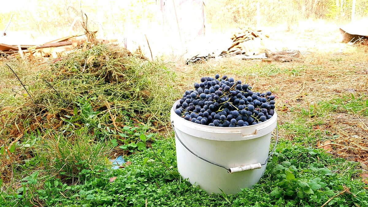 Прекрасное 10 литровое ведерко полное сладких ягод