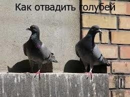 Как отвадить голубей