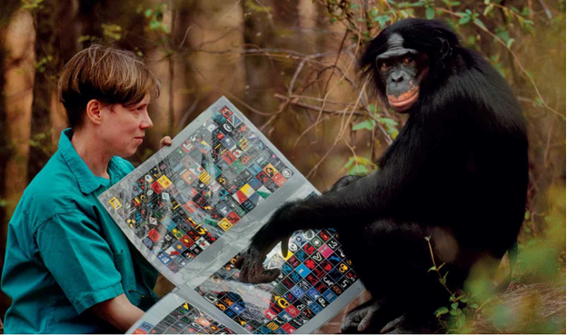 Приматолог Сью Сэвидж-Рамбо и бонобо используют клавиатуру для общения друг с другом. Сэвидж-Рамбо установила, что эти обезьяны, как и дети, учатся наблюдая, и что без специальной подготовки они тоже могут научиться пользоваться символами, наблюдая, как другие используют эти символы в повседневной коммуникации. Источник: «Deep Thinkers: Inside the Minds of Whales, Dolphins, and Porpoises»