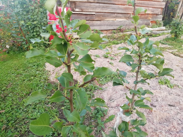 Саженец груши