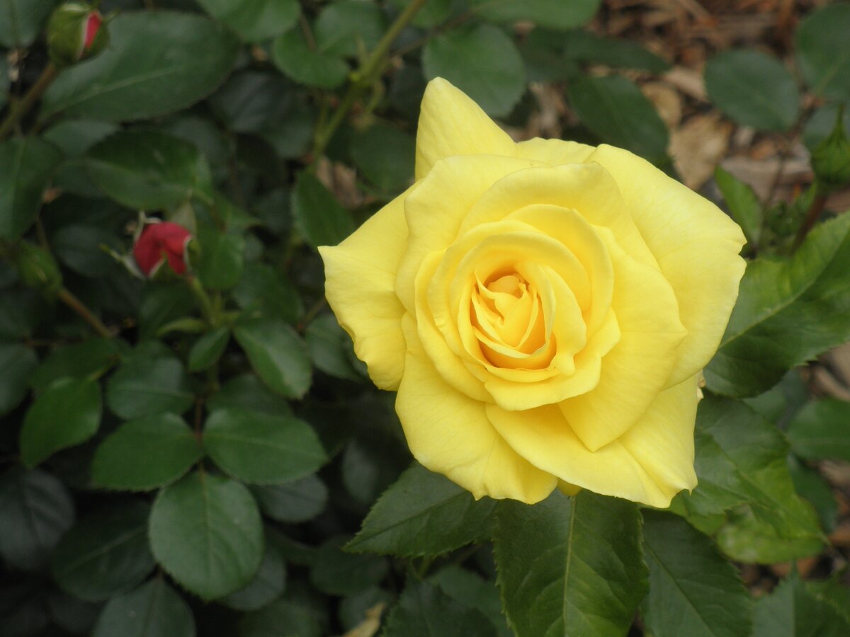 Фото автора. Почему розы?