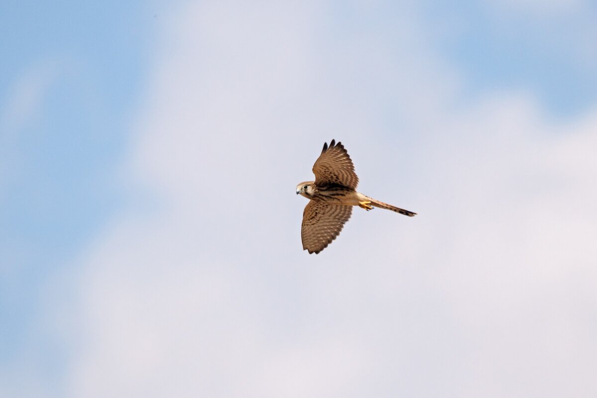 Обыкновенная пустельга