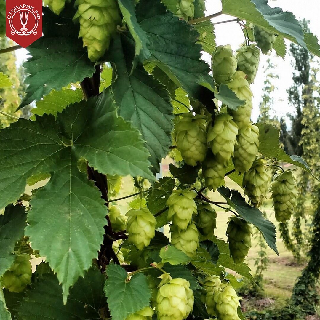 Взято из открытого источника