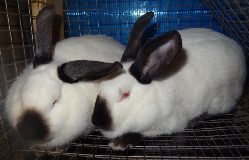 Картинка взята из открытого источника на яндекс 