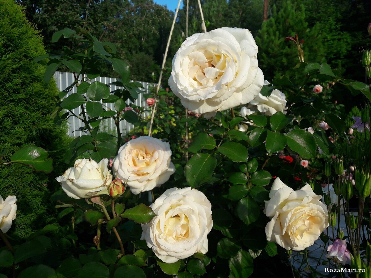 Надежные сорта роз для сибирского сада