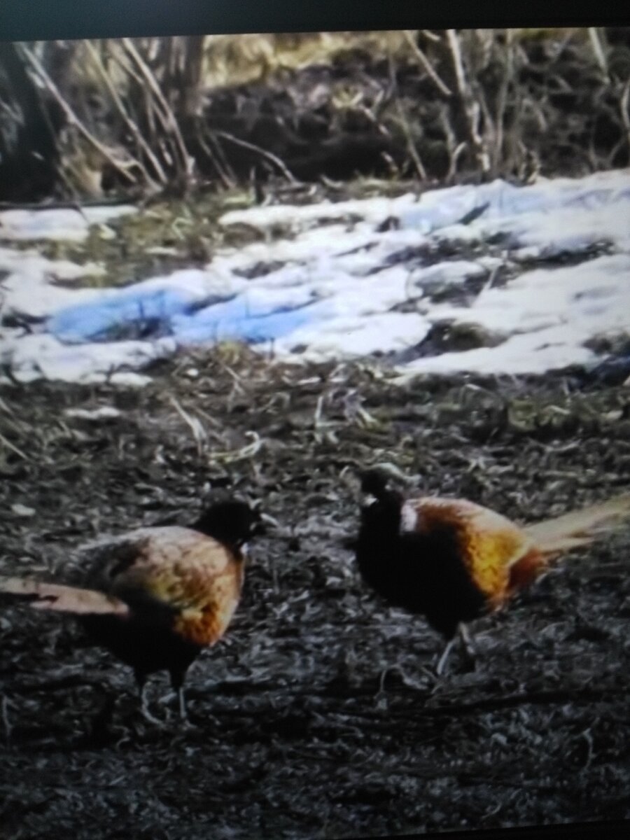 Дикие фазаны ищут корм