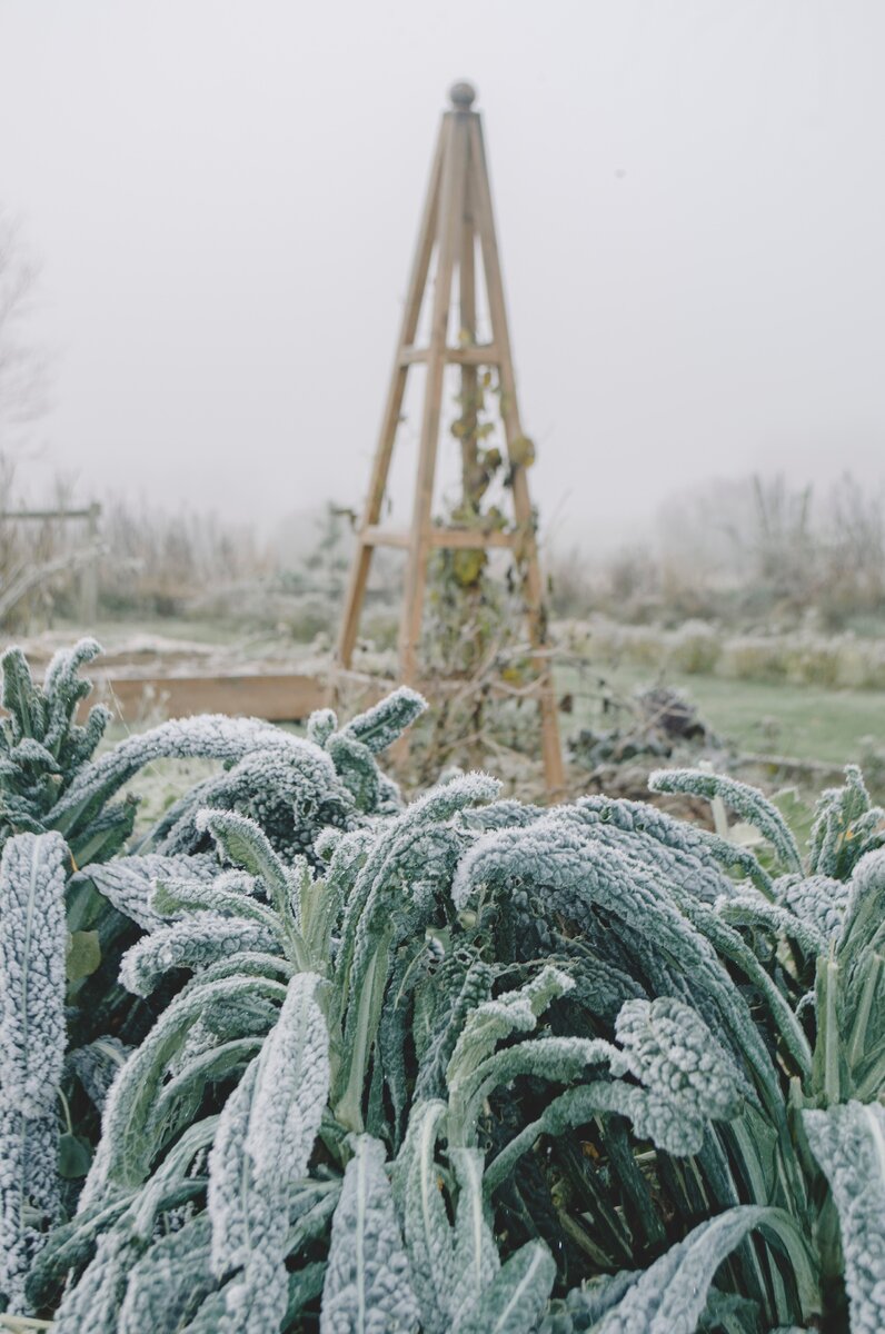 Капуста Кале даже при первых небольших морозах сохраняет вкус и форму