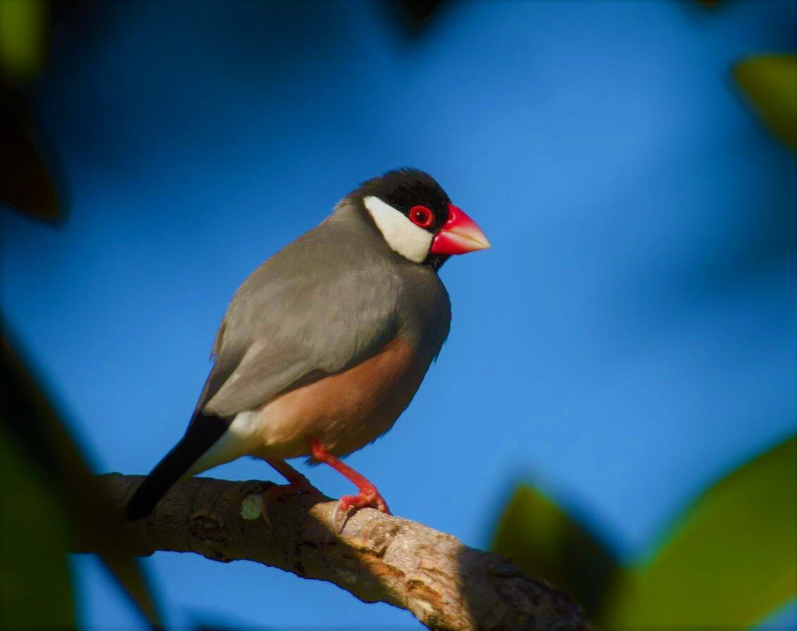 Вот так выглядит рисовая птица