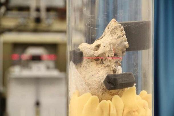 Исследователи монтируют череп из Дманиси, Грузия, для синхротронной томографии в Европейском центре синхротронного излучения в Гренобле, Франция. ( Поль Таффоро, ESRF)