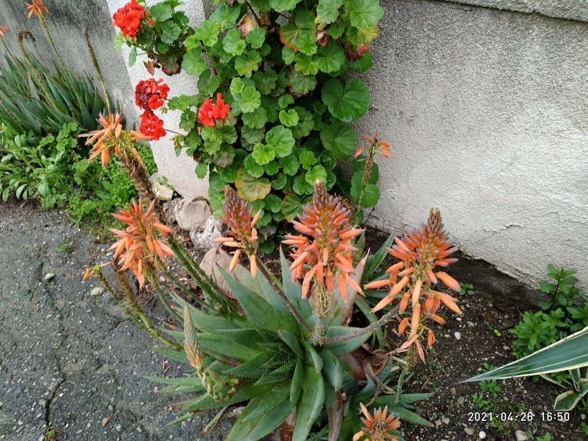 Фото автора.