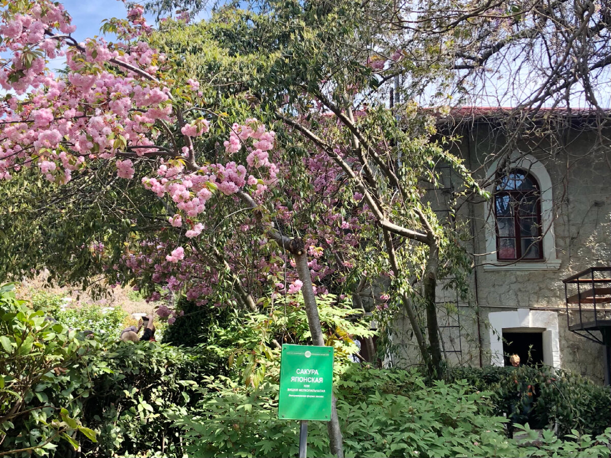 Розовое облако цветущей сакуры