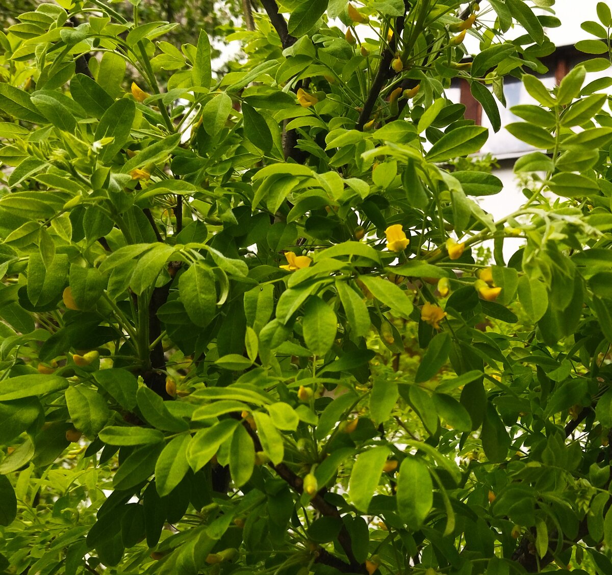 Весенний полдень. Акация цветëт. Прогулка моя. Фото моë. 